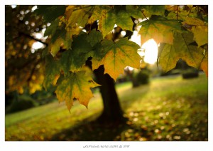 FriedhofSonsbeck_Okt2015_by_WolfgangDeselaers_DSF4382_LR