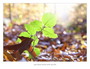 Krickenbeck_Nov2015_by_WolfgangDeselaers_DSF4547